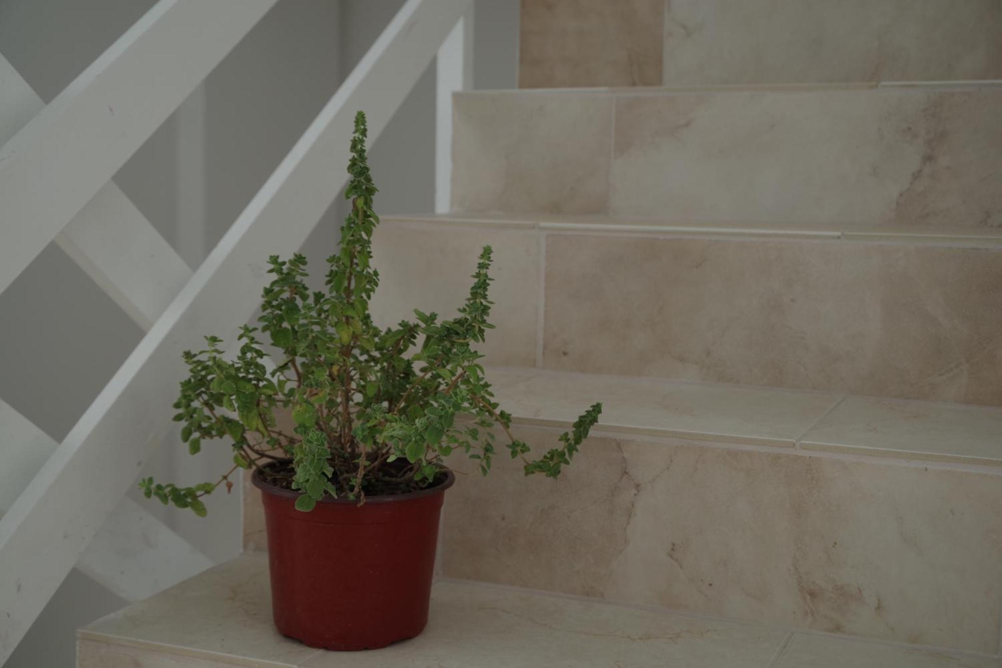 Soso'S Apartments -Vacations Next To The Beach Ψαρή Φοράδα Εξωτερικό φωτογραφία