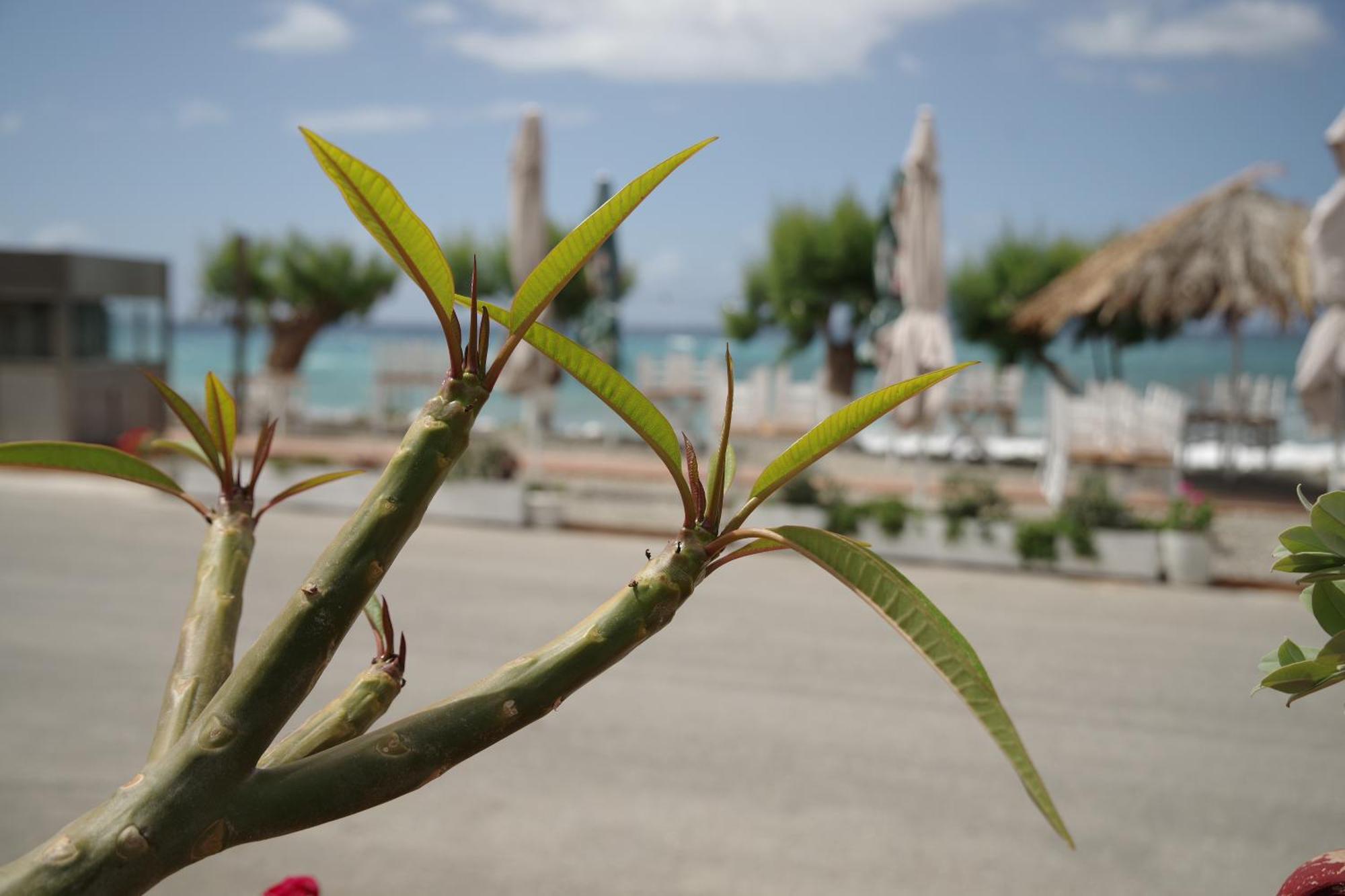 Soso'S Apartments -Vacations Next To The Beach Ψαρή Φοράδα Εξωτερικό φωτογραφία